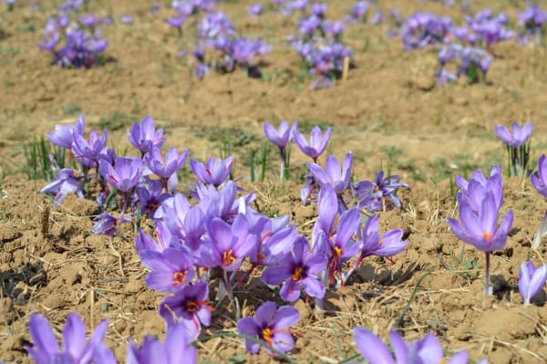 Rising saffron prices in Europe and begging by Iranian farmers , Saffron prices in Europe and begging of Iranian farmers, Saffron harvest, Saffron cultivation, Economic prosperity in saffron, Medicinal plants, Iranian saffron in Europe, Iranian saffron, Saffron prices in Europe and begging of Iranian farmers