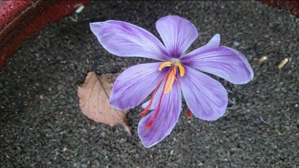 Saffron Bank A design that remained on paper , Saffron Bank, a plan on paper, economic prosperity in saffron, medicinal plants, saffron production, Iranian saffron, saffron bank, saffron export