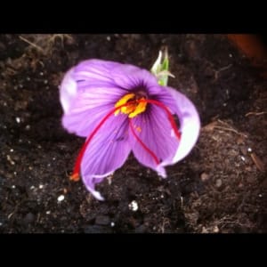Saffron cultivation in Mehriz city was expanded to 48 hectares , Iranian saffron, saffron harvest, saffron cultivation, economic prosperity in saffron, medicinal plants, Saffron harvest in Mehriz city, saffron harvest from Mehriz farms