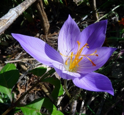 Saffron cultivation in the city of Khomein is a tedious effort , Saffron cultivation in Khomein city, Saffron harvest, Saffron cultivation, Economic prosperity in saffron, Medicinal plants, Saffron cultivation, Iranian saffron, Saffron of Khomein city