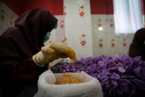 Saffron harvest from 7200 hectares of lands in Kashmar city , Iranian saffron, saffron harvest, saffron cultivation, economic prosperity in saffron, medicinal plants, Kashmar saffron harvest, saffron harvest from Kashmar farms, saffron production in Kashmar