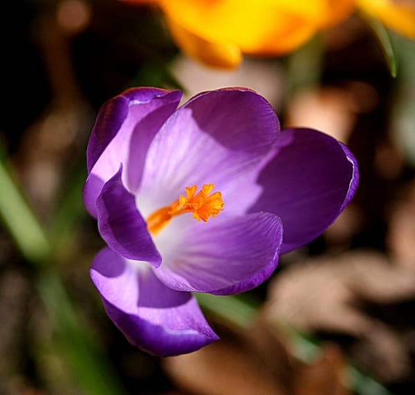 Saffron harvest in Sarein city - Ardabil , Saffron harvest in Sarein city, Saffron harvest, Saffron cultivation, Economic prosperity in Saffron, Medicinal plants, Saffron production, Iranian saffron, Saffron harvest in Sarein, Sarein city saffron