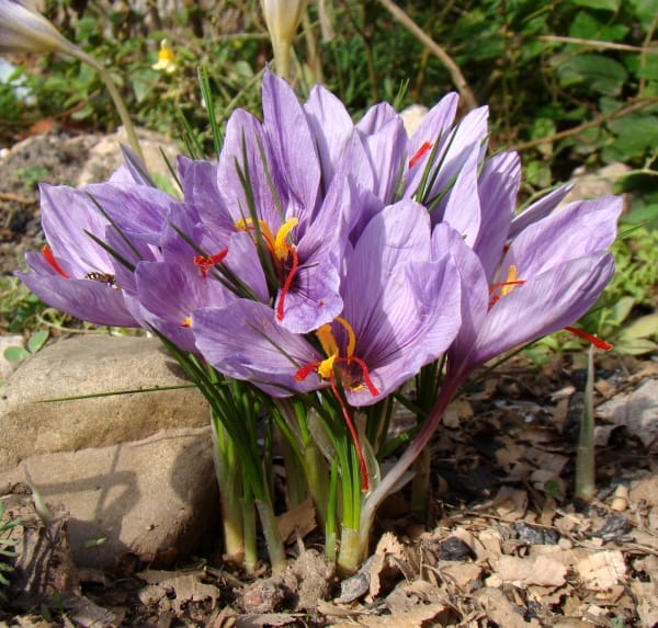Saffron has anti-cancer and heart protection effects , Saffron has anti-cancer effects and protection of the heart, Saffron harvest, Saffron cultivation, Economic prosperity in saffron, Medicinal plants, Saffron, Iranian saffron, Anti-cancer effects and protection of the heart