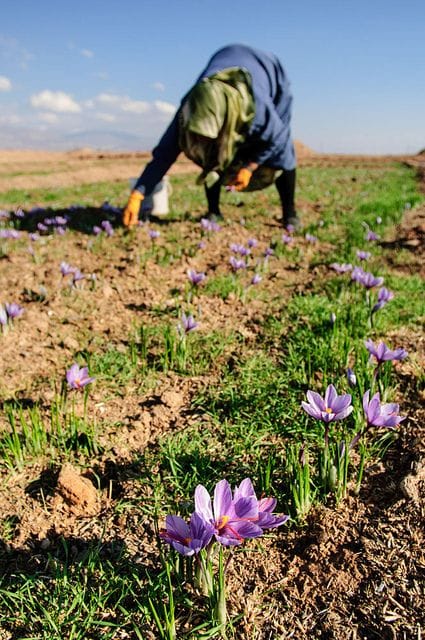 Saffron is an unrivaled plant in the farmers' basket in Kermanshah , Saffron chain formation, saffron cultivation in farmers 'basket of Kermanshah province, saffron harvest in farmers' basket, saffron cultivation, economic prosperity in saffron, medicinal plants, saffron in Kermanshah province, saffron price in Kermanshah province