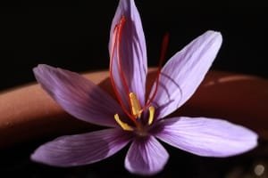 Saffron is made with water shortage in Arak province , Iranian saffron, saffron harvest, saffron cultivation, economic prosperity in saffron, medicinal plants, Saffron harvest, saffron export, Iranian saffron export