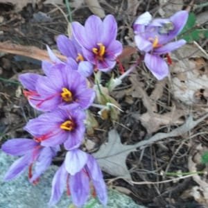 Saffron petals and its effect in the treatment of diseases , Iranian saffron, saffron harvest, saffron cultivation, economic prosperity in saffron, medicinal plants, Saffron harvest, saffron export, Iranian saffron export