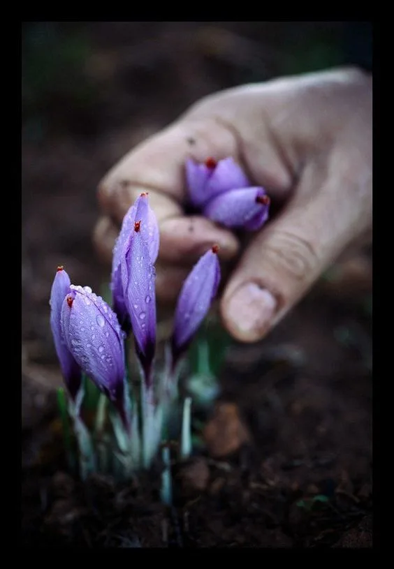 Saffron production in Kermanshah has reached one ton, Saffron production in Kermanshah, Saffron production, Saffron cultivation in Kermanshah province, saffron in farms, saffron produced