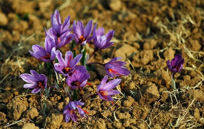 Saffron shone on stock exchange by registering 610,000 futures,Saffron shone on stock exchange,Saffron Negin,price of grams of saffron,Future contract of saffron