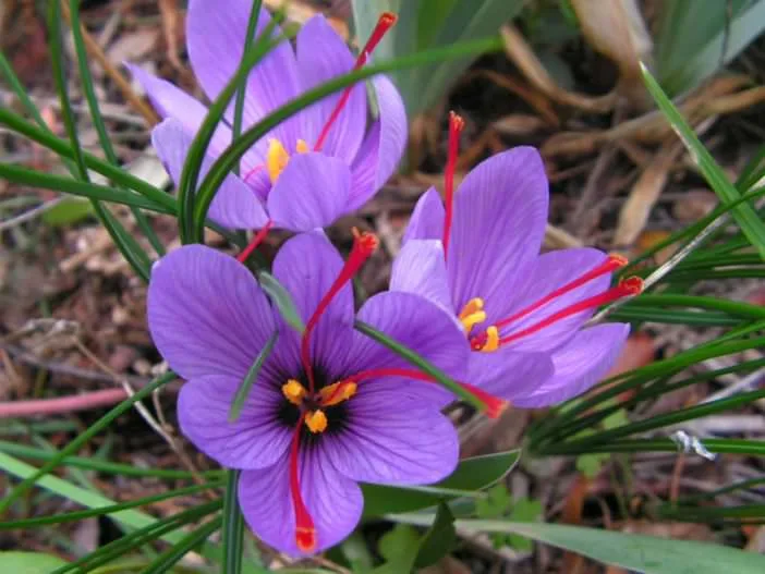 purchase saffron in Shreveport,major purchase in Shreveport,red saffron in Shreveport,saffron shop in Shreveport, ,saffron,iran saffron in Salt Lake City,persian saffron in Salt Lake City,iranian saffron in Salt Lake City,price of saffron in Salt Lake City,saffron in Salt Lake City,