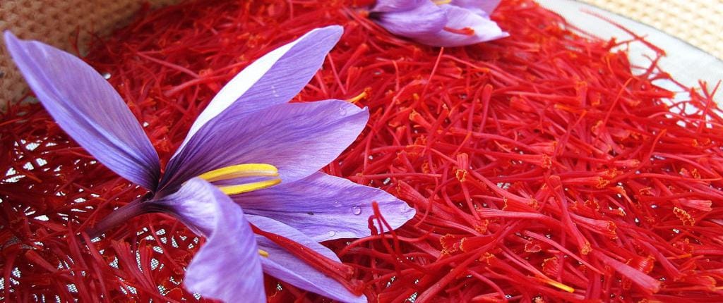 Seno City World Record- Saffron Plantation by Aqueduct,Seno Pilot Global Agriculture Register of Qanat-based Saffron in Iran,Gonabad Saffron, Saffron Producer in the World, Iranian Red Gold Buyers, Saffron Producer in Khorasan Razavi Province, Saffron, Saffron, Saffron of the World
