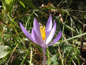 Simultaneous planting and harvesting of saffron in Mazandaran , Iranian saffron, saffron harvest, saffron cultivation, economic prosperity in saffron, medicinal plants, Saffron harvest, saffron export, Iranian saffron export