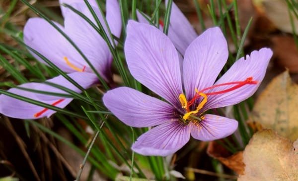 Special attention to saffron cultivation in Zanjan , Special attention to saffron cultivation, saffron cultivation, economic prosperity in saffron, medicinal plants, saffron production, Iranian saffron, saffron cultivation in Zanjan, Zanjan saffron
