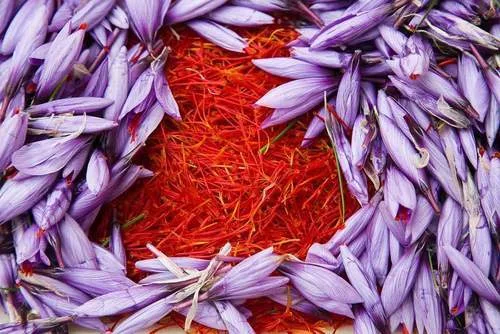 Spreading the red gold of the city of Darmian,city of Darmian,saffron spraying,farmers,Service centers between saffron workers,saffron iran