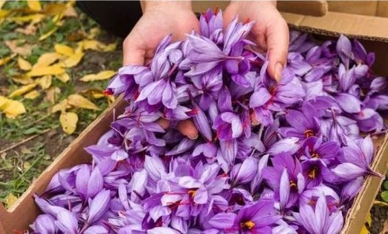 Stopping the development of saffron cultivation area in Farouj, saffron cultivation area in Farouj, saffron cultivation area, development of saffron cultivation area in Farouj, development of saffron cultivation area