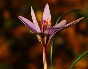 Successful saffron producer in Malayer expresses his concerns , Iranian saffron, saffron harvest, saffron cultivation, economic prosperity in saffron, medicinal plants, Saffron harvest, saffron export, Iranian saffron export