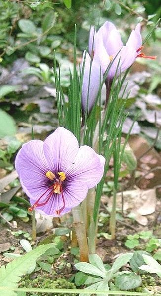 The Rural Cooperative Organization is the world's largest saffron trader , The world's largest saffron trader, cultivation and export of saffron in the world, saffron harvest, saffron cultivation, economic prosperity in saffron, saffron export,largest saffron trader