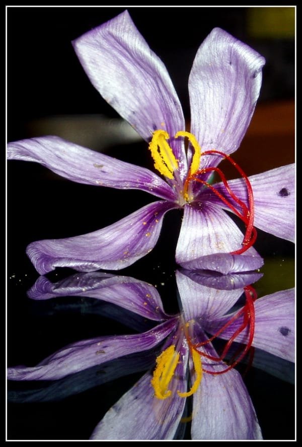 The acceleration of Iranian saffron exports decreased , Acceleration of Iranian saffron export, Saffron harvest, Saffron cultivation, Economic prosperity in saffron, Medicinal plants, Acceleration of saffron export, Iranian saffron