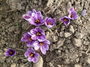 The activity of Iranian saffron growers in secret! , Iranian saffron, saffron harvest, saffron cultivation, economic prosperity in saffron, medicinal plants, Saffron harvest, saffron export, Iranian saffron export