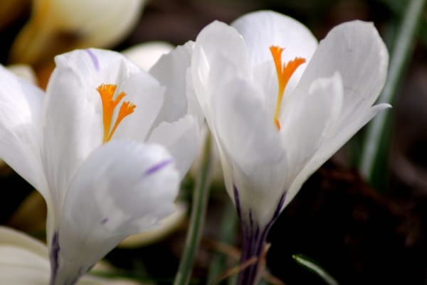 The analgesic and anti-inflammatory properties of saffron were confirmed , Saffron analgesic and anti-inflammatory properties, Economic prosperity in saffron, Medicinal plants, Saffron production, Iranian saffron, Saffron analgesic properties, Saffron export, Saffron anti-inflammatory properties