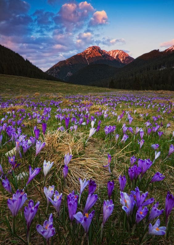 The export of saffron is slow and the cost is staggering , Saffron export and its cost is staggering, saffron harvest, saffron cultivation, economic prosperity in saffron, medicinal plants, saffron export is slow and staggering cost