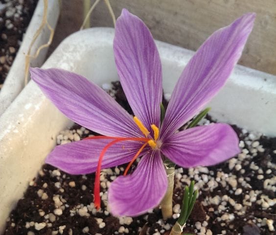 The healing properties of saffron in a golden version, the healing properties of saffron, Valuable saffron has very high therapeutic properties, cultivation and export of saffron, saffron harvest, saffron cultivation, economic prosperity in saffron