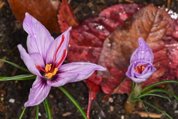 The life of the people of Seno village is tied to saffron , People living in Seno village with saffron, Saffron harvest, Saffron cultivation, Economic prosperity in saffron, Medicinal plants, Iranian saffron, People living with saffron