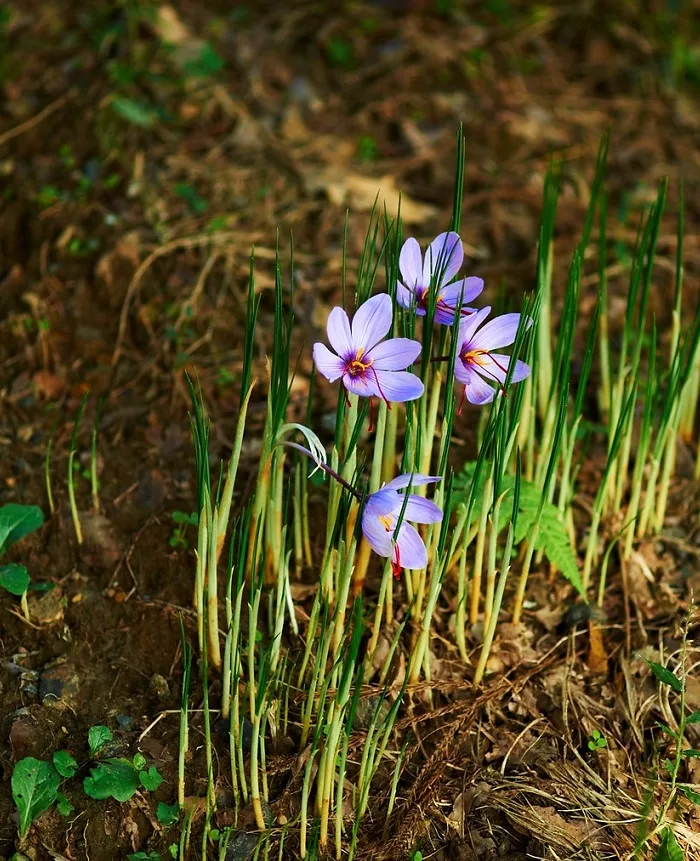 The price of saffron in the market does not fluctuate , Saffron price in the market, Saffron harvest, Saffron cultivation, Economic prosperity in saffron, Medicinal plants, High quality plant, Iranian saffron, Saffron does not fluctuate in the market, Saffron in the market, Saffron price