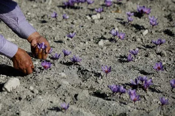The saffron market is definitely facing a price increase, saffron market, saffron harvest, saffron cultivation, economic prosperity in saffron, medicinal plants, saffron export, saffron exchange