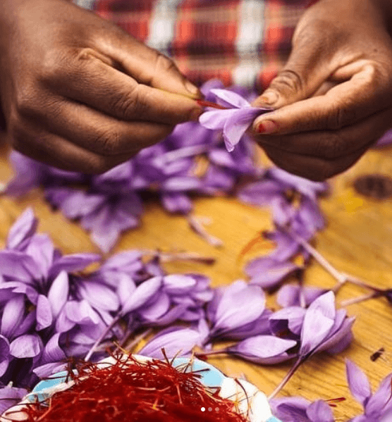 Taybad farmers,Taybadi farmers,saffron support in Khorasan,The third purchase of saffron support in Khorasan from Taybadi farmers,iranian saffron,