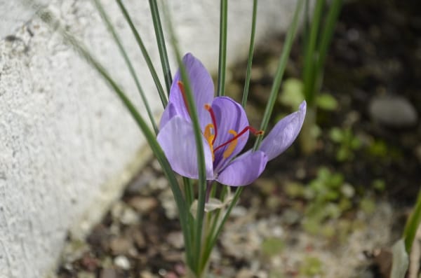 There are 380 hectares of saffron in Lorestan , 380 hectares of saffron in Lorestan, saffron harvest, saffron cultivation, economic prosperity in saffron, medicinal plants, Lorestan saffron, Iranian saffron