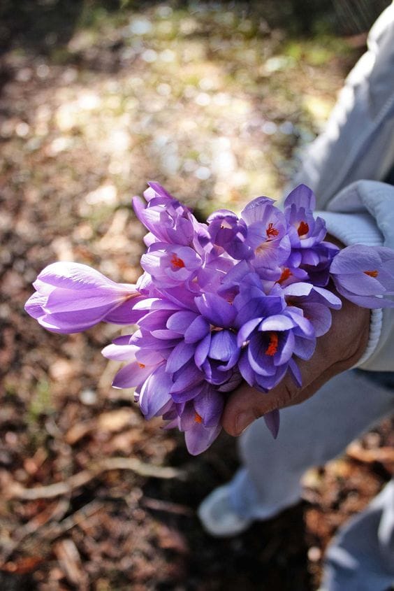 Why did the price of saffron on the stock exchange go down? , Saffron prices on the stock exchange became cheaper, saffron harvest, saffron cultivation, economic prosperity in saffron, medicinal plants, saffron prices in the stock market