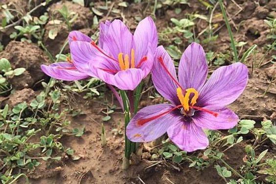 Will Iran become the reference for saffron pricing? , Iran Saffron pricing reference in the world, Iranian saffron cultivation and export in the world, saffron harvest, saffron cultivation, economic prosperity in saffron, saffron pricing reference