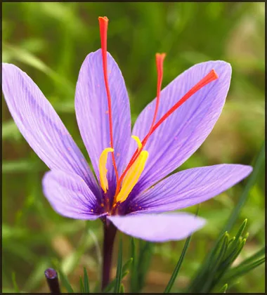 producers Iranian saffron,producers saffron,producing Iranian saffron,pure saffron,saffron seller,major purchase saffron,saffron price,price of saffron,saffron producers,saffron producers of iran,saffron producers from iran