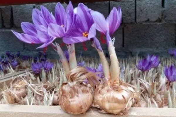 health benefits of saffron