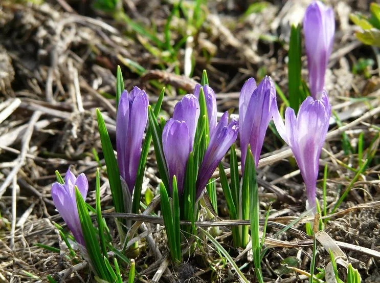 Growing saffron at home