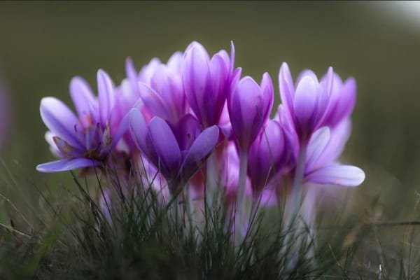 Saffron Irrigation Tips