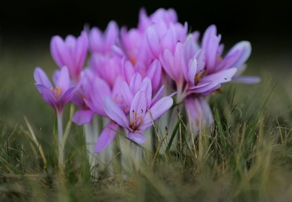 Saffron Fertilizers