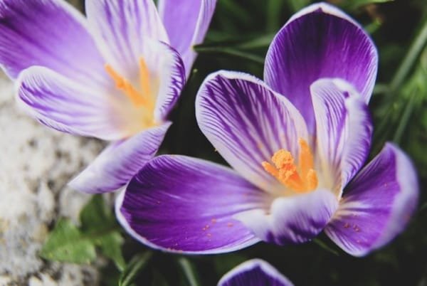 saffron for coloring dishes