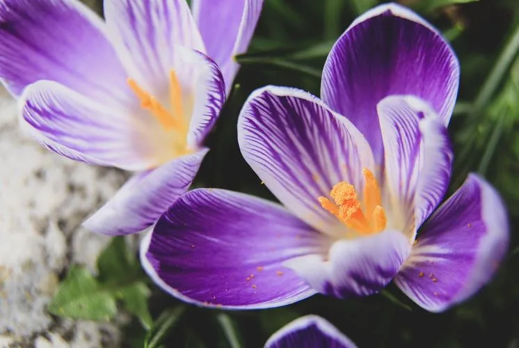 saffron for coloring dishes
