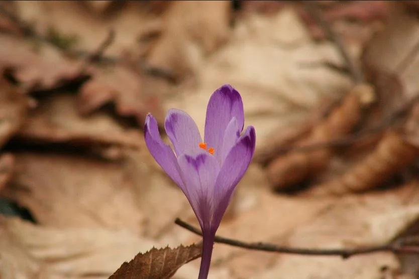 Iranian saffron market expansion