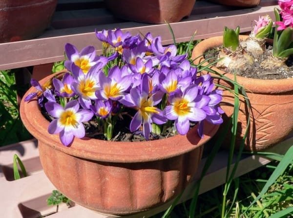 Iranian saffron market expansion