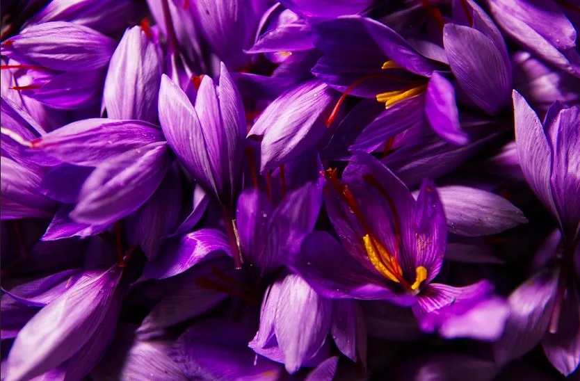 Iran Saffron Market