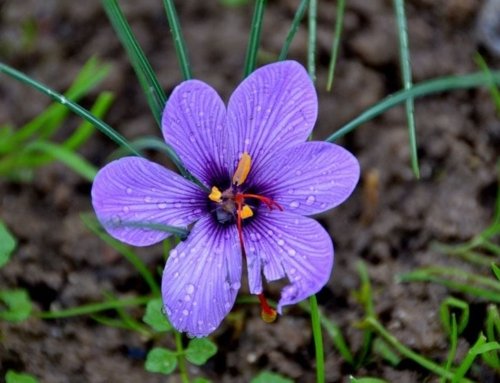 How to Make Persian Saffron Cakes and Desserts