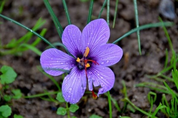 Saffron Cake Recipes