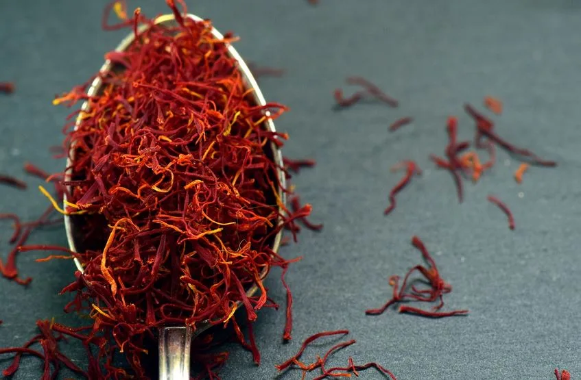 Growing saffron in pots