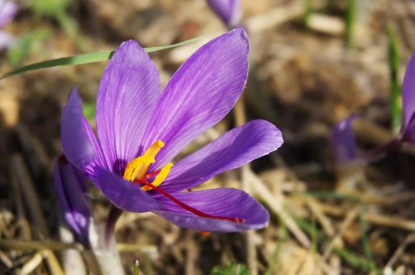 Uses of saffron in cooking