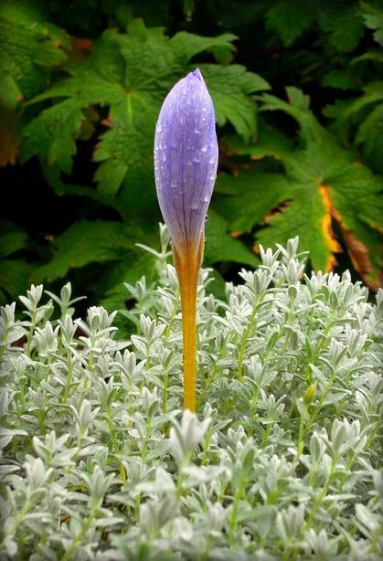 precautions when consuming saffron