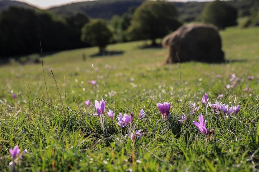 Saffron Farm Nutrition Plan