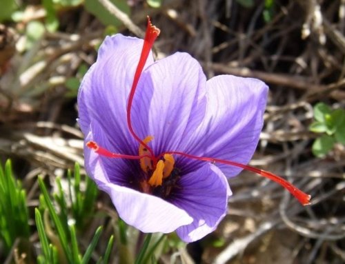 The Role of Zaj Ab Watering in Saffron Farming