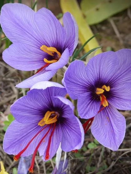Saffron in Persian literature